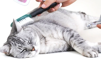 peluqueria para gatos en santander