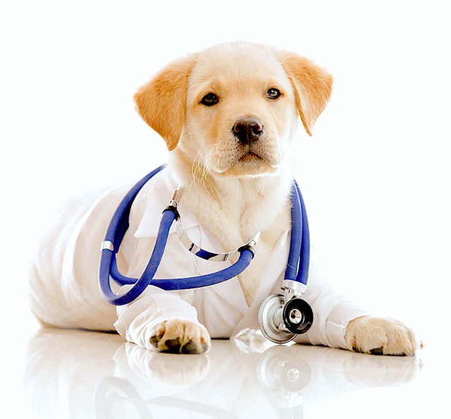 perro hospitalizado veterinario santander